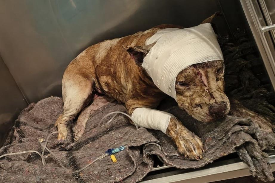 Entre lágrimas y esperanza, activistas llevan al Congreso más de 23 mil firmas para exigir justicia por los animales.