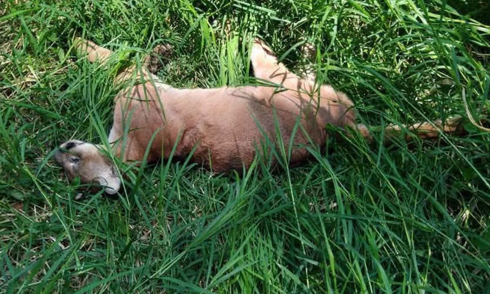 Protección Civil canaliza a Profepa el caso de un puma atropellado en Xilitla